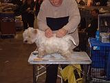 WESTIE - TOILETTAGE 039